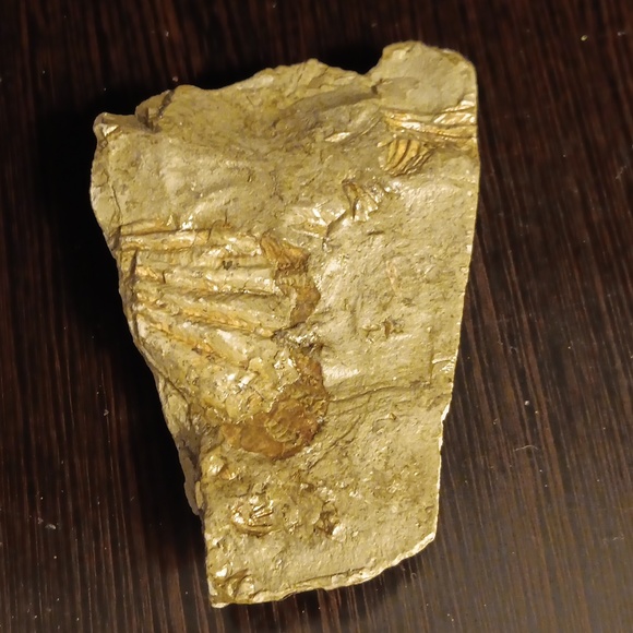 FOSSILS FROM ENGLAND - Picture 1 of 2